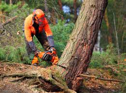 Reliable Eclectic, AL  Tree Services Solutions